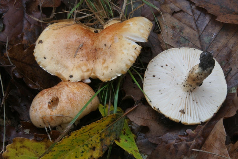 Due Hygrophorus vecchi ritrovamenti